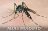 Dengue Fever by Aedes Mosquito